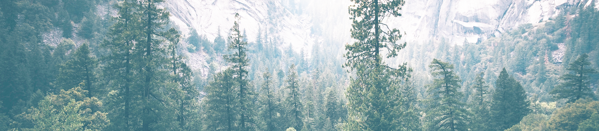 A misty forest landscape with tall evergreen trees in the foreground and pale rocky mountains in the background.